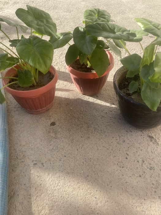 Домашные   Цветы