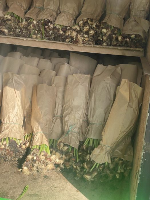 Самый крупный тюльпан