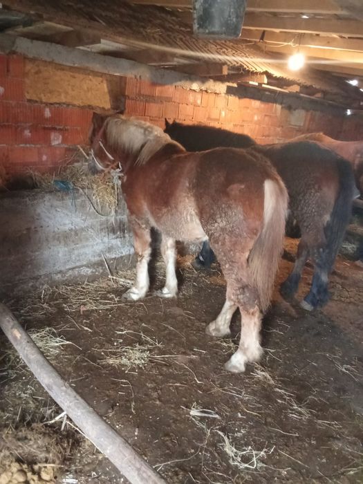 Vand 2 manze una este ardeneza murga este ardeneza un an si sapte luni
