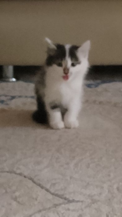 Котенок бесплатно