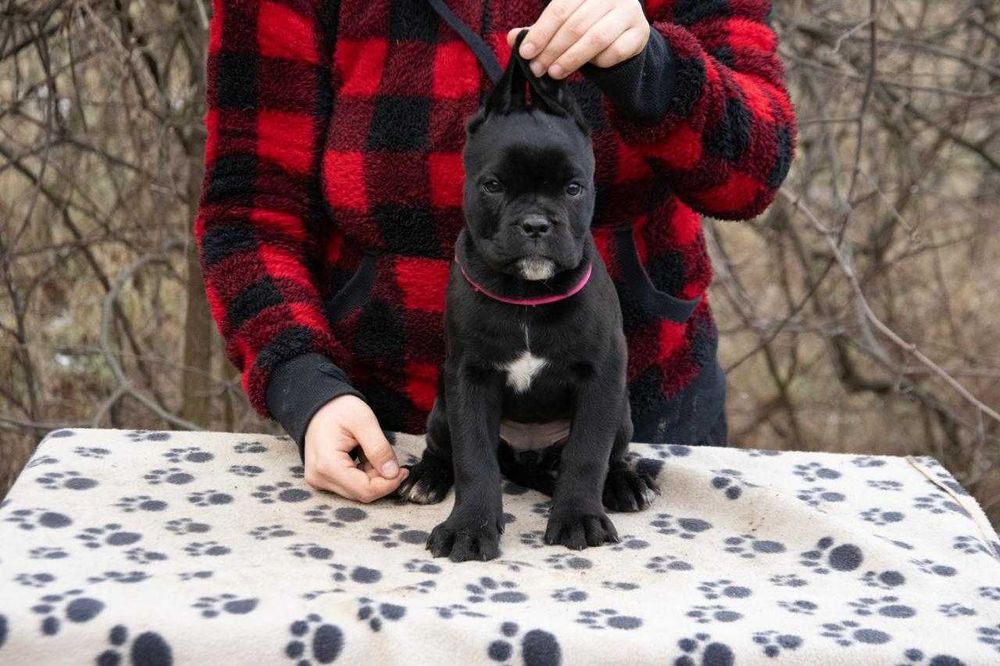 Cane Corso femela 3 luni Negru