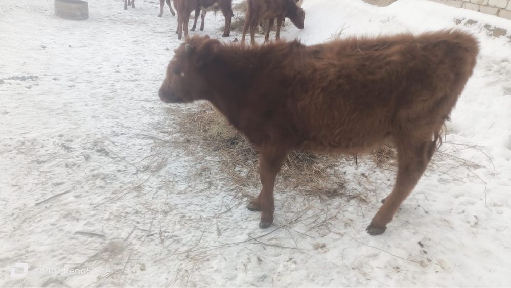 10 бас Еркек баспақ сатамын