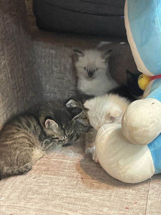 котята девочки в