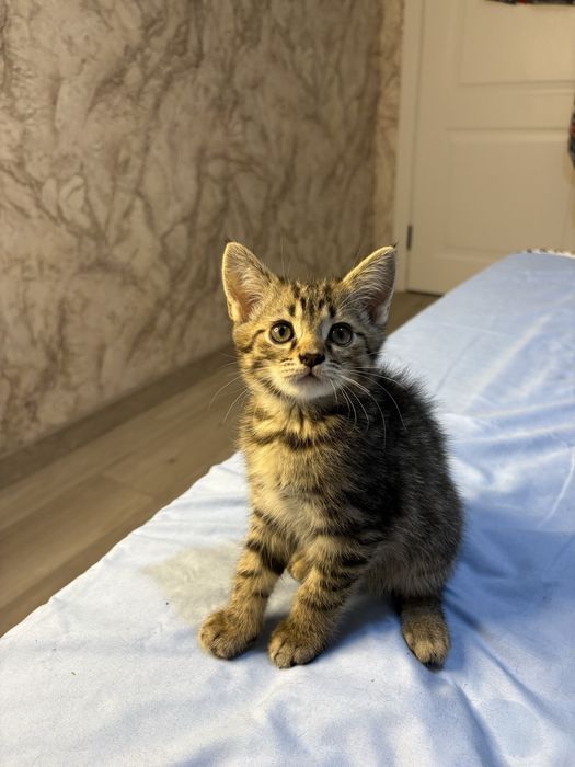 Котята британцы 2 мальчика