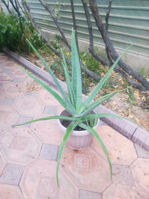 Алоевера кусту 5лет