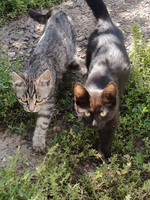 Отдам двух красивых котят