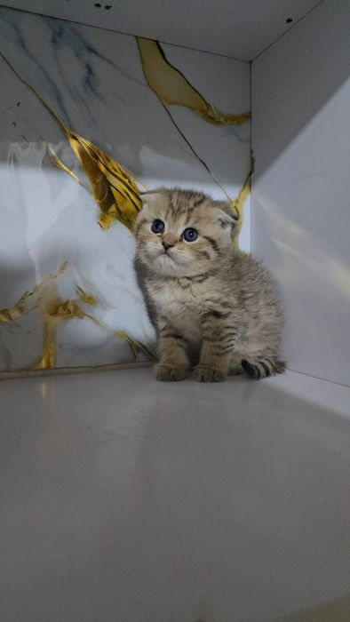 Серебристый табби шиншилла девичка и мальчик