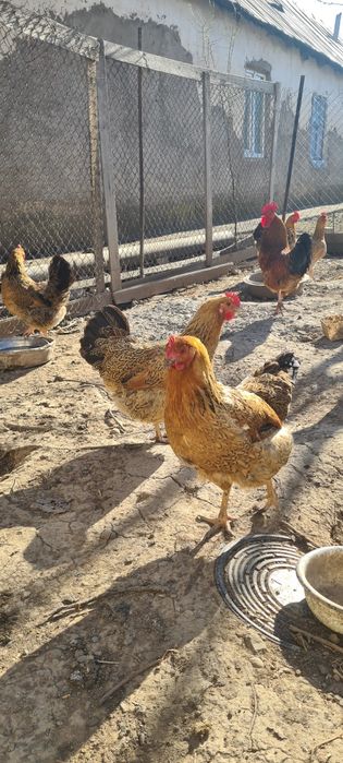 яица жұмыртқа Кучински