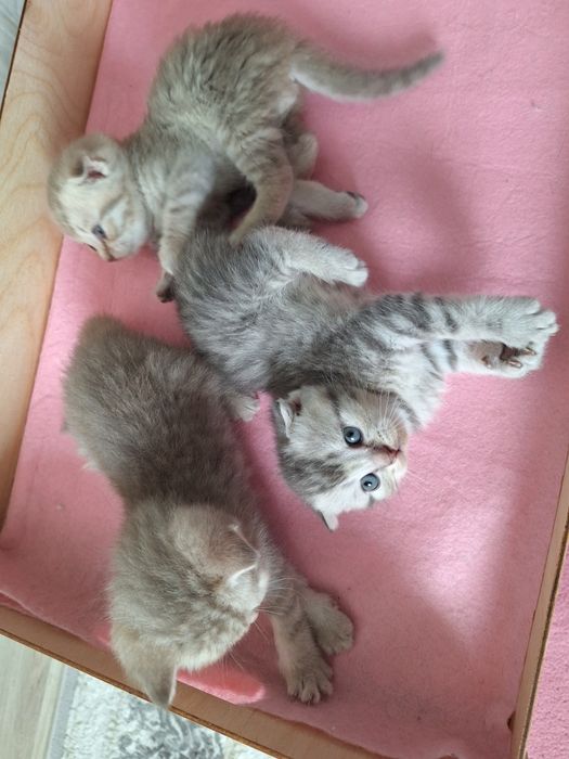 Продаем милых котят
