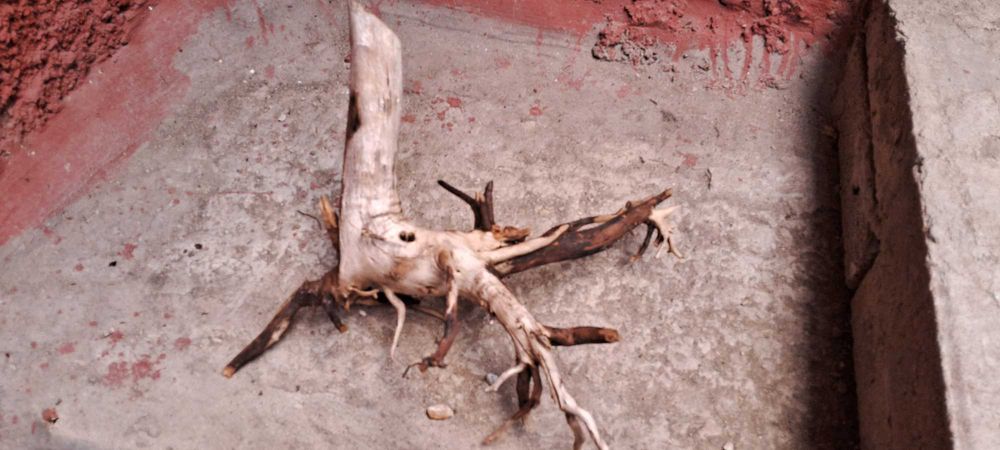 Коряги в аквариум