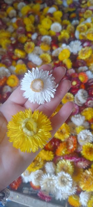 Flori de pai producție 2025