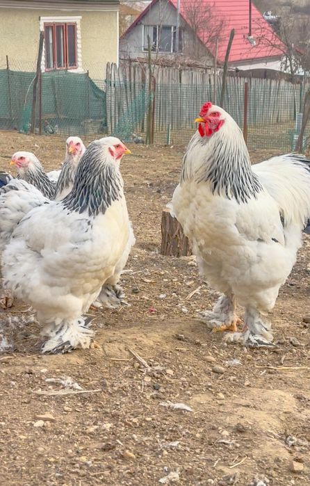 Schimb sau vand cocos  brahma HD