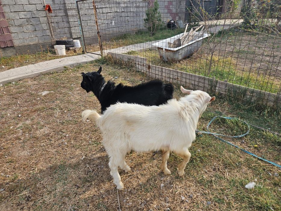 Орыс ешкінің лақтары