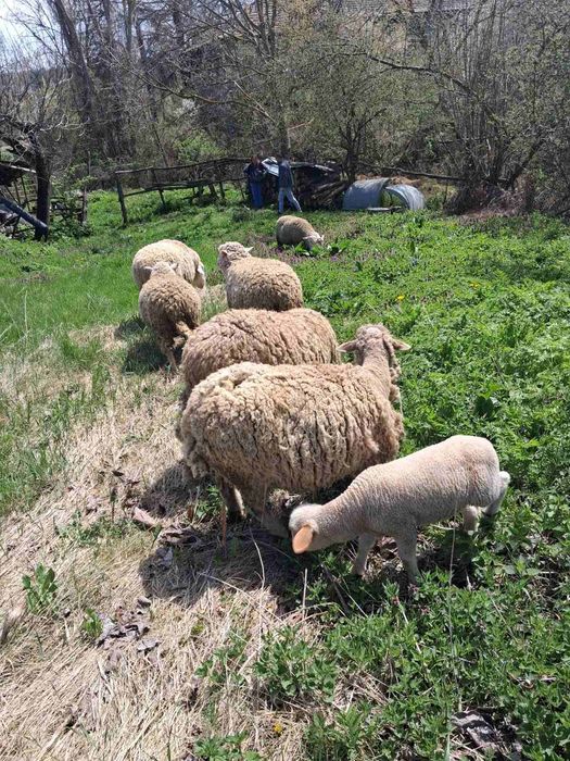 Овце и два коча цена по договаряне