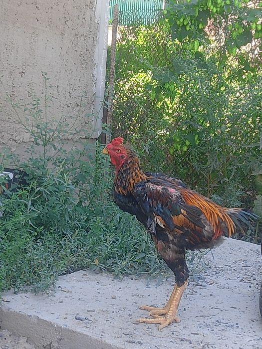 Дакан.         ,