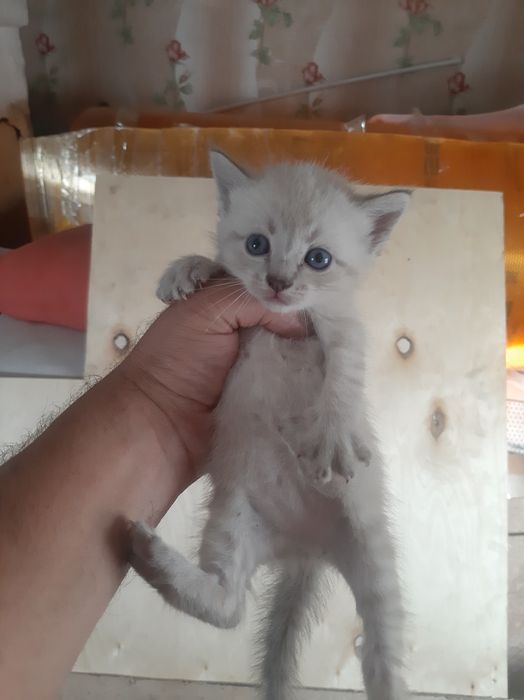 Отдам котят 3 штук