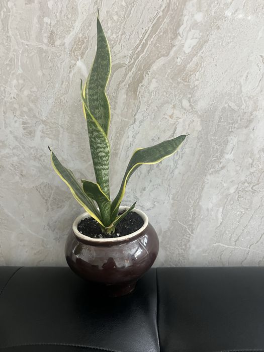 Комнатные цветы Кактусы