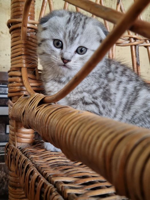 Серебристый шиншила