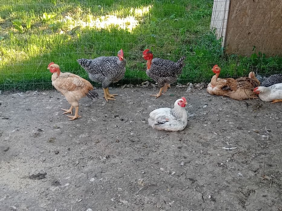 Pui,rațe, bibilici
