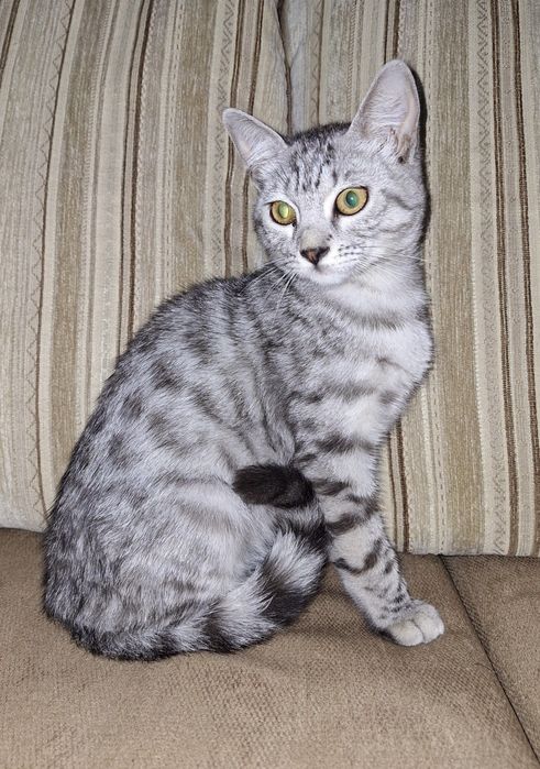 Подари Женевьеве семью