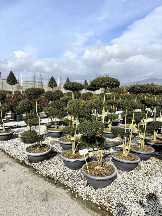 Leylandii gold rider toate dimensiunile