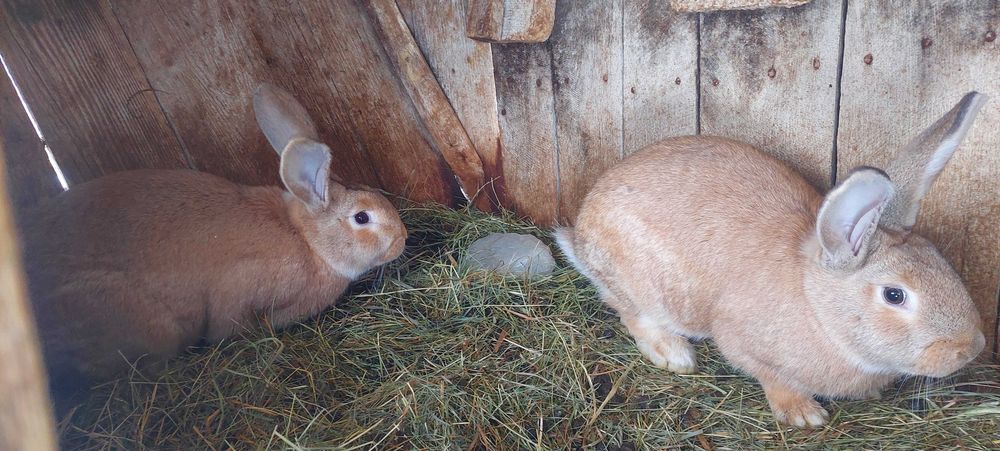 Iepuri de casa .