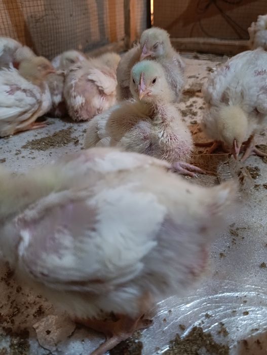 Broller 3.6.0.0.0 dan boshlab 400-500gram