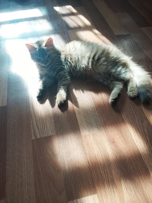 Отдам котенка в хорошие руки