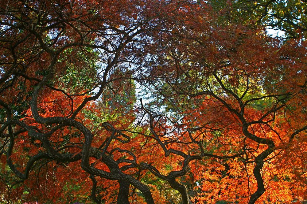 Canon Canon 10D Body