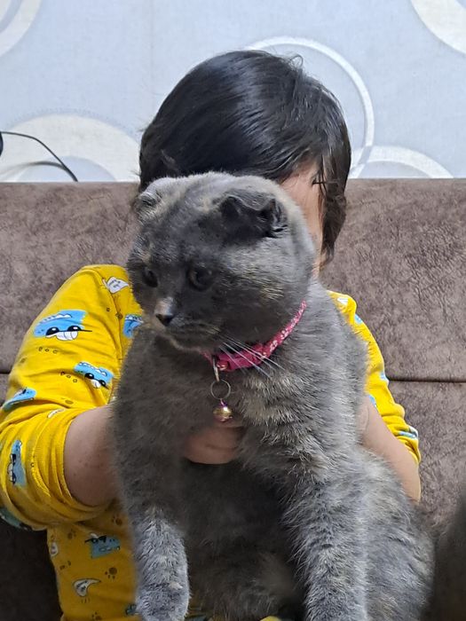 Породистая кошка Скоттиш