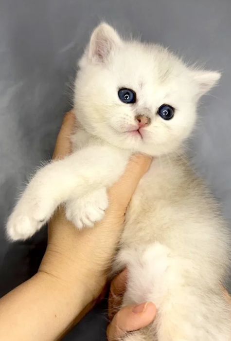 Котята серебристая шиншилла