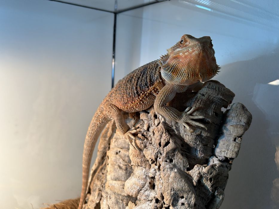 Брадата агама и терариум