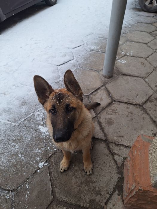 Овчарка , пацан 1,8 года