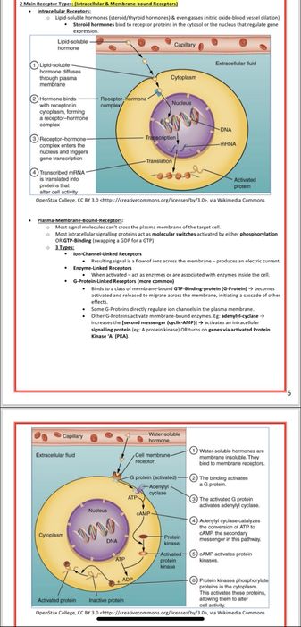 Anatomie, medicina, fiziologie - Sistemul Endocrin, Farmacologie