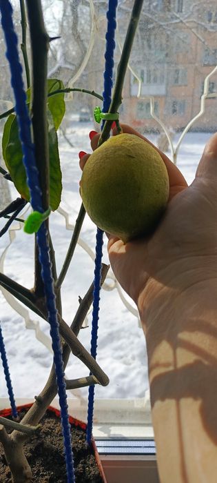 Плодоносящий лимон