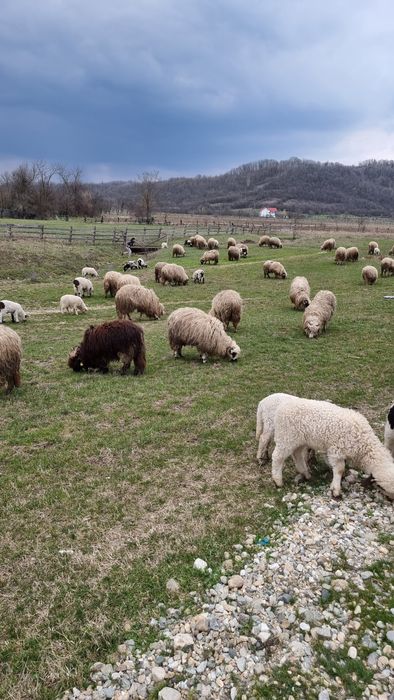 Vand Oi miei si berbeci tineri