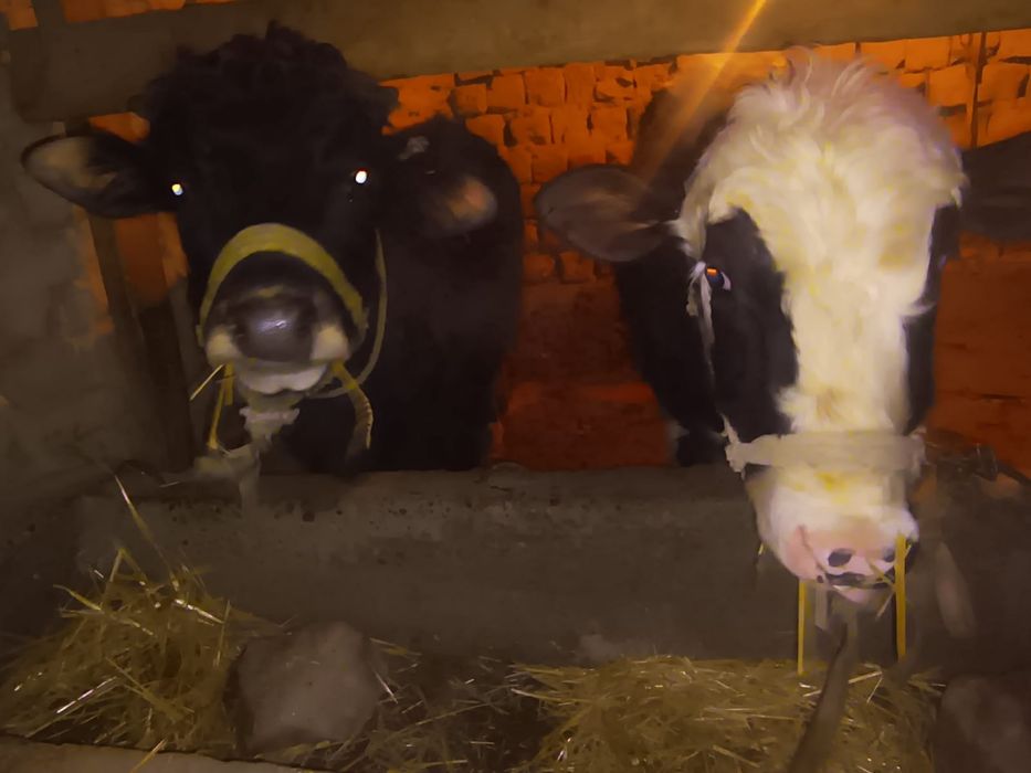 Срочно продам Бычков толстые упитанные