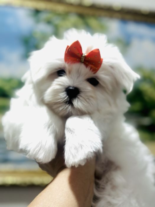 Шикарные щенки мальтезе