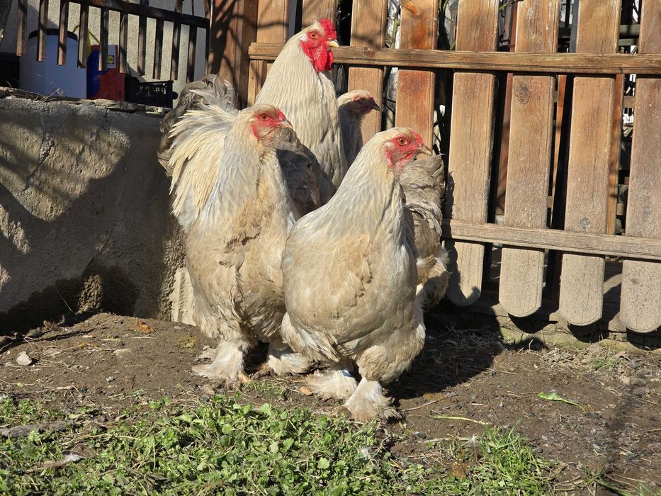 Продавам разплодни яйца от Брама Изабела [Brahma Isabella]