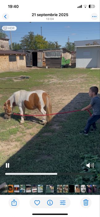 Vand ponei  talie mica