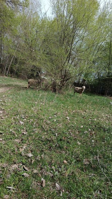 4 Саулык койлар 2 козысымен