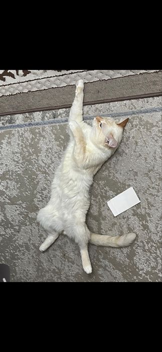 Отдам кота БЕСПЛАТНО!