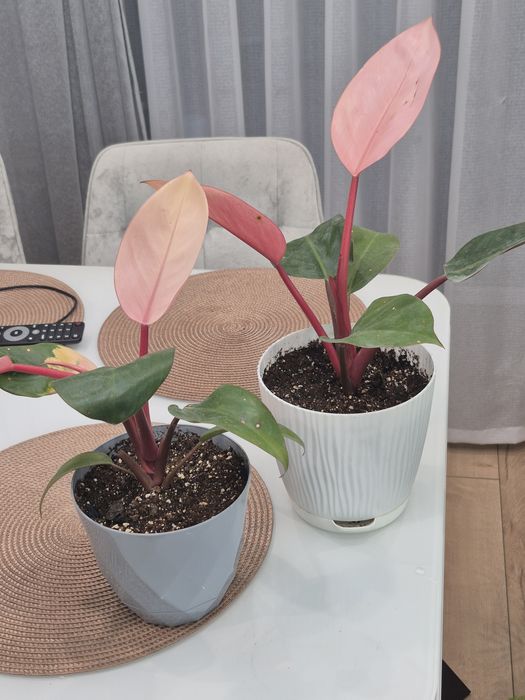 Продам комнатные цветы.