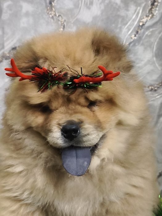 Продам щенят чау-чау