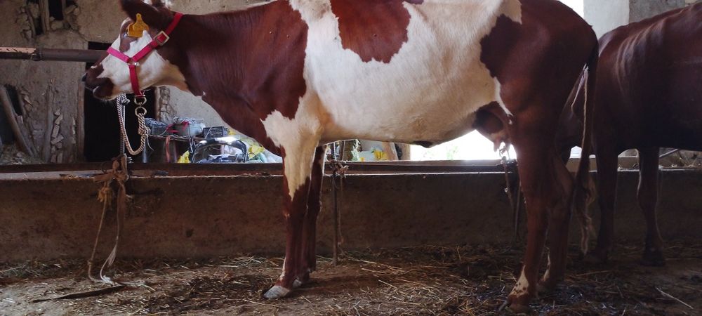 Ona bola sigir sotiladi kafolati bilan