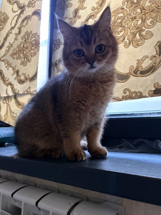 Mushukla sotiladi scottish fold va british shorthair