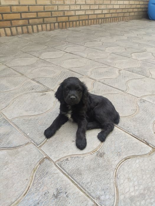 Собачки щенки спаниель