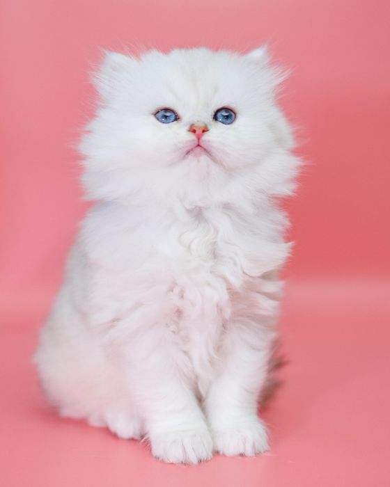 Серебро Шиншиллы котята
