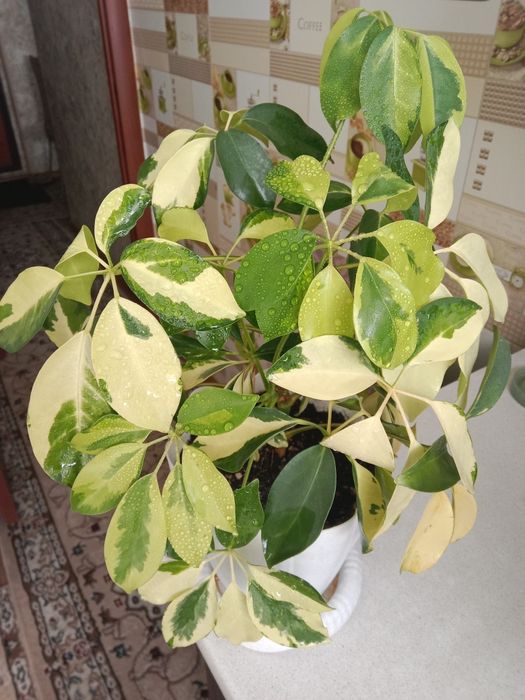 Шеффлеру цветок продам