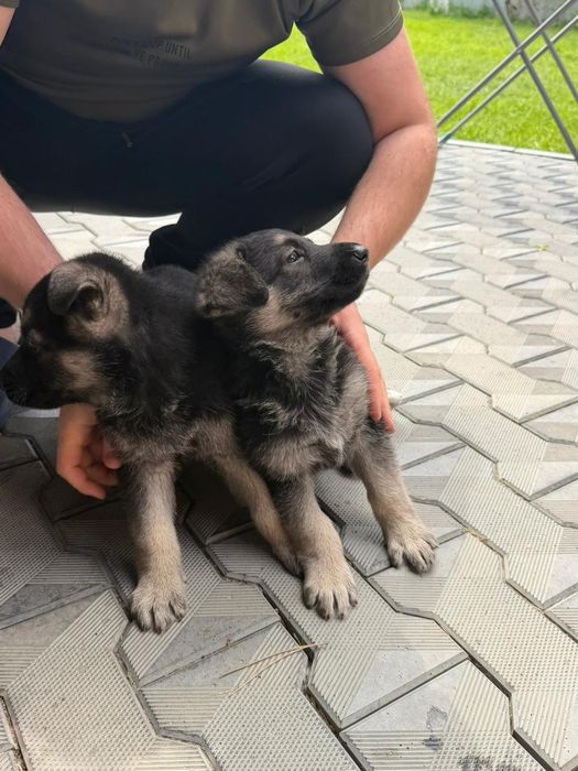 Продам щенков Восточно-европейской овчарки